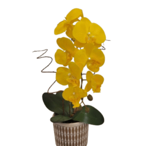 Orquídea Amarela