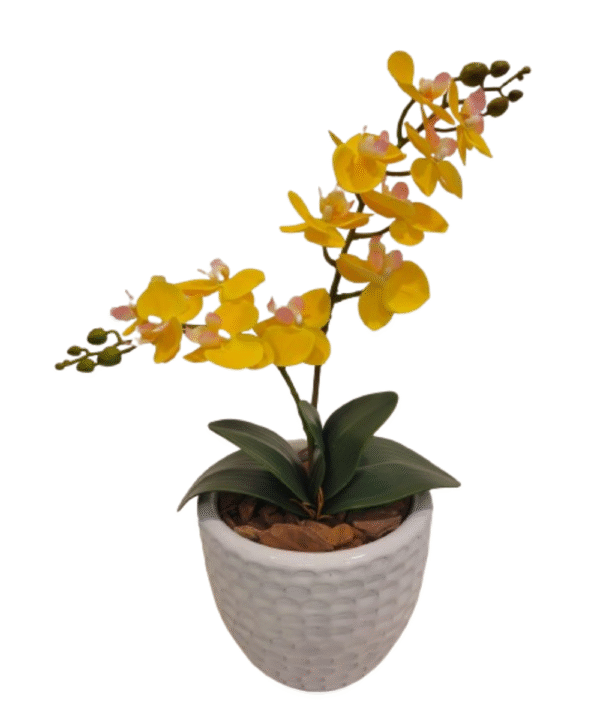Orquídea Amarela Lux