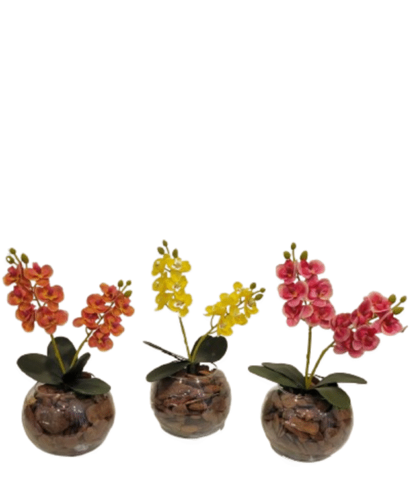 Vaso Mini Orquídeas