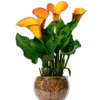 Callas Exótica - 4 opções de cores - Image 3