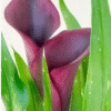Callas Exótica - 4 opções de cores - Image 4